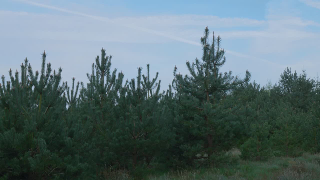 영국 노르폴크의 테트포드 숲에서 커피 한 잔을 들고 하이킹 트레일을 돌아다니는 아웃도어맨의 타임 스