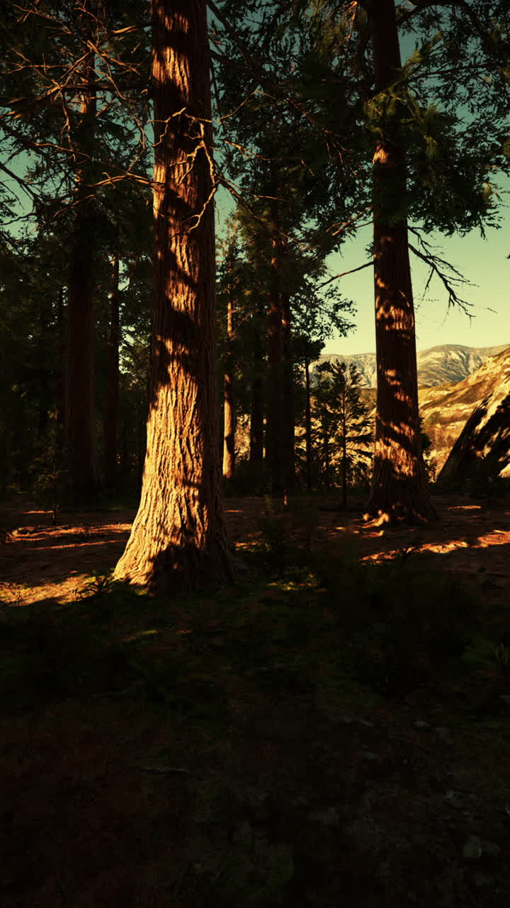 숲 속 의 높은 나무 들