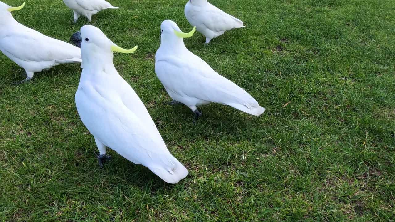 A group of white cockatoos interacting and exploring on a lush green lawn.