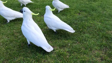 a group of white cockatoos interacting and exploring on a lush green lawn.
