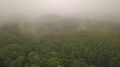 selva tropical, imágenes aéreas que vuelan sobre una selva tropical