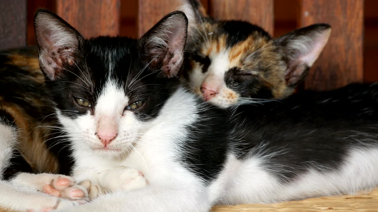 ストライプキットネコ