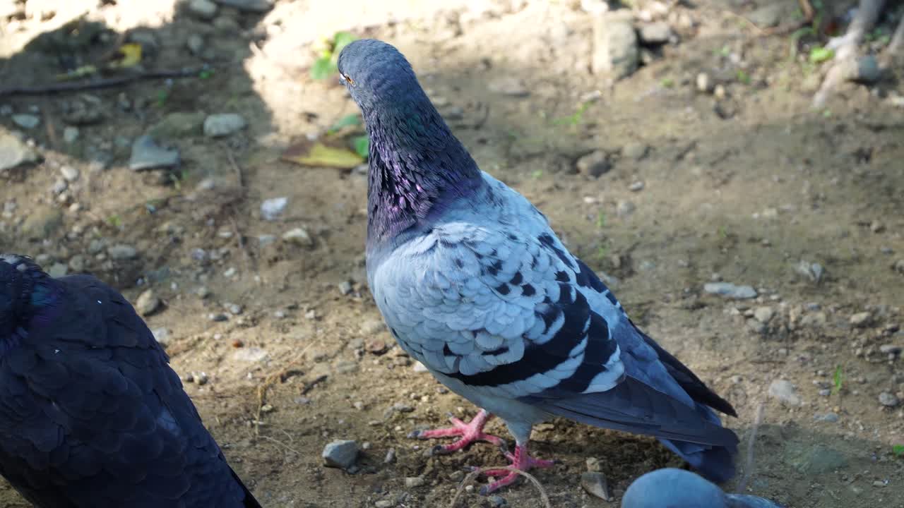 palomas salvajes caminando por la orilla de un estanque