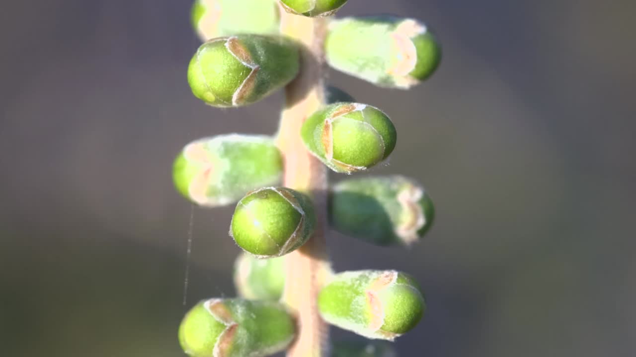 Detailed macro shot of small green flower buds growing along a central vertical stem
