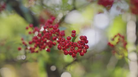 Bayas-Nandina-Primer-Plano-Con-Fondo-Desenfocado