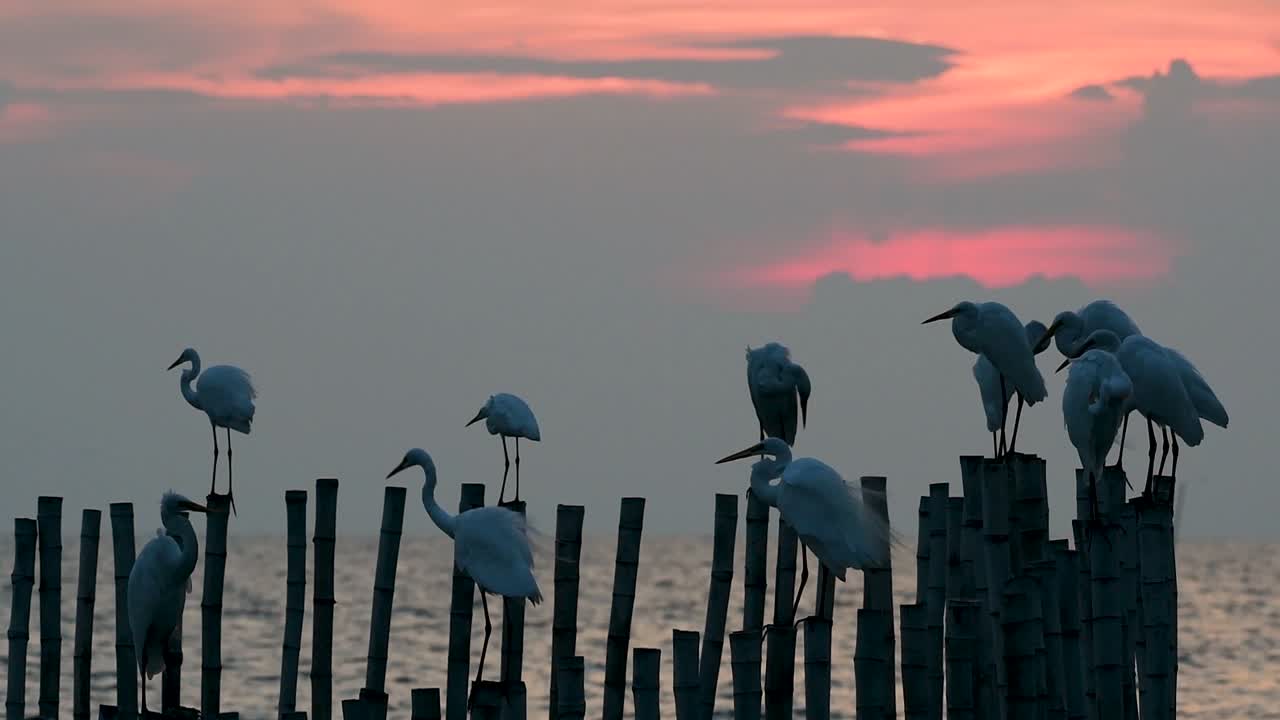 la garceta grande, también conocida como garceta común o garceta grande