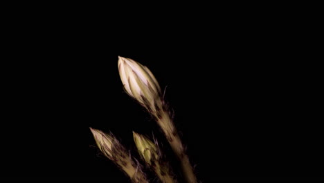 echinopsis cactus flower bloom on black back ground