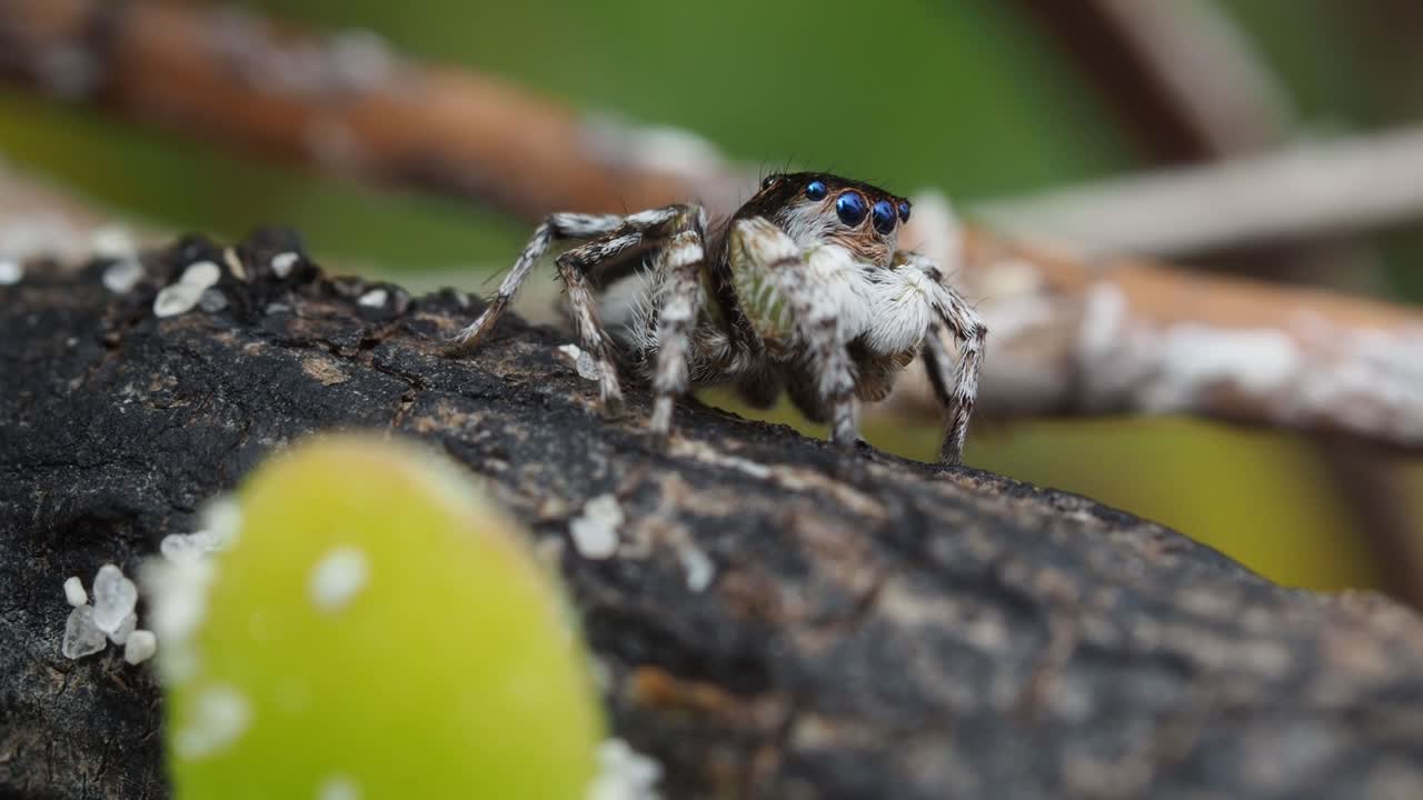 araña pavo real, macho maratus speculife