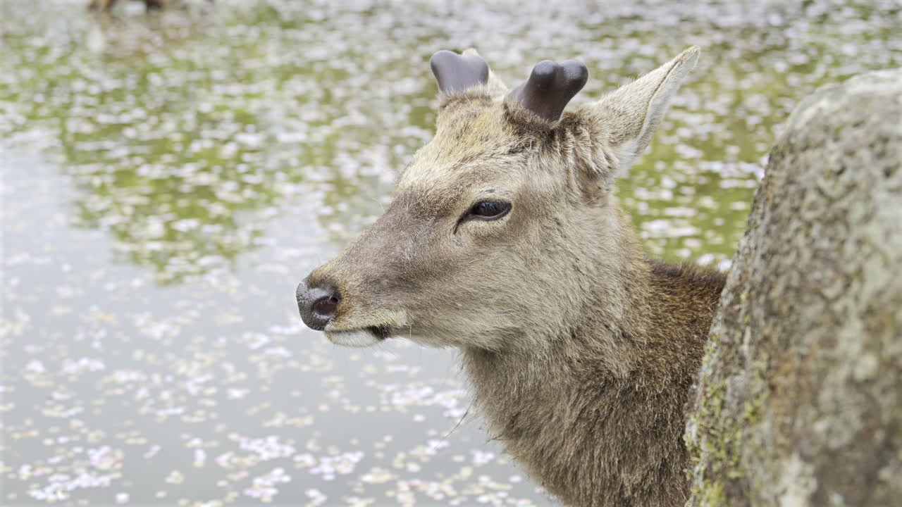 A deer observes its surroundings near a peaceful pond adorned with cherry blossom petals floating on the water, creating a calm ambiance. Soft sounds of nature surround the moment. Nara Park, Japan
