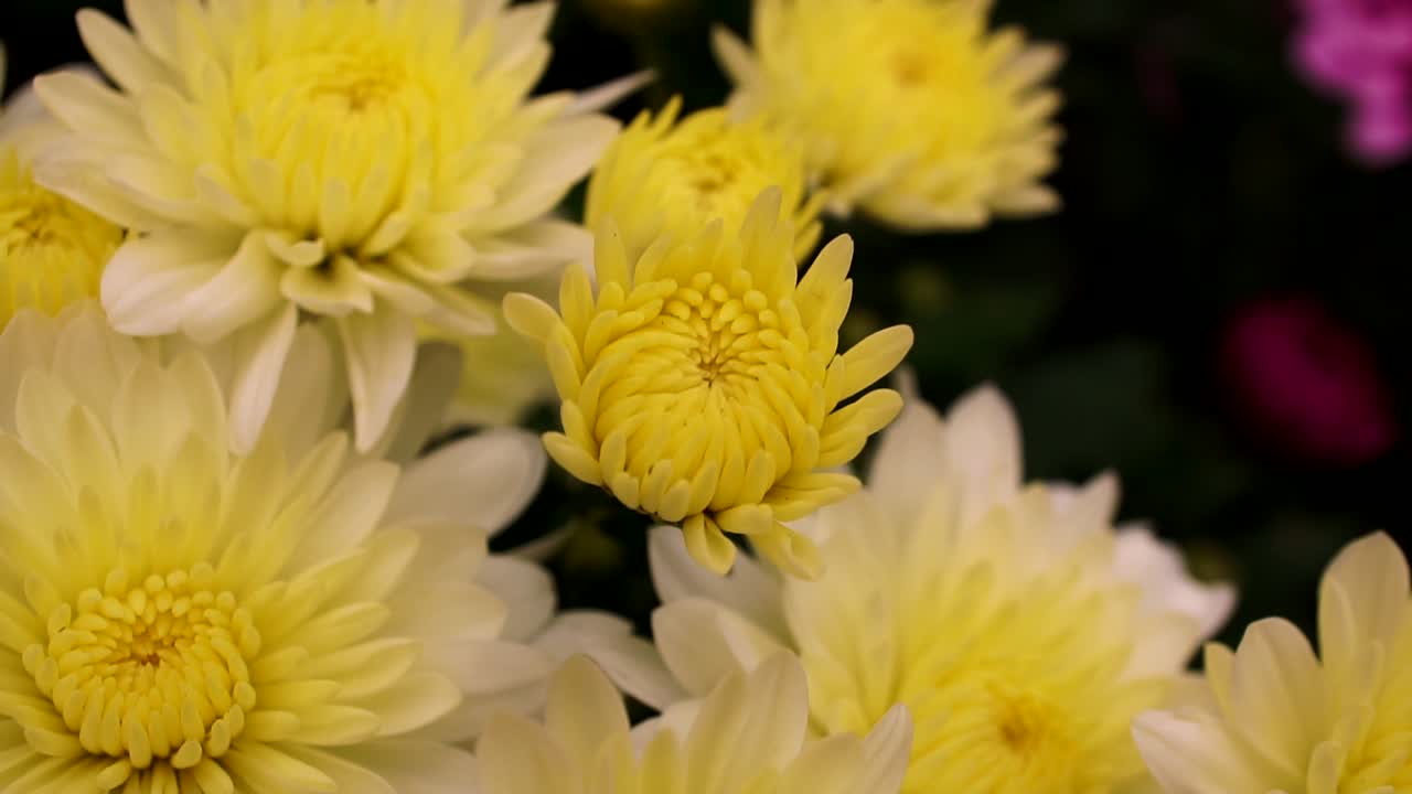 슬로우 모션의 흰색과 노란색 꽃