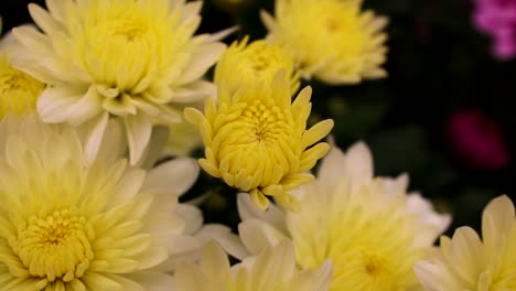 Flores-Blancas-Y-Amarillas-En-Cámara-Lenta