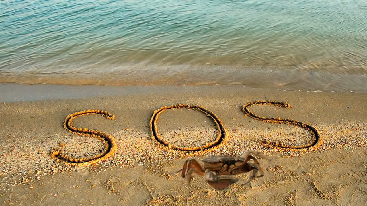 Yengeç ve kumda bir yazı, plaj. Kumda SOS yazısı.