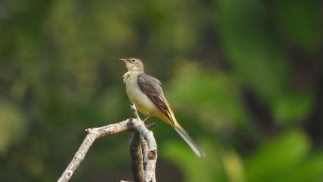 great crested flycatcher in tree