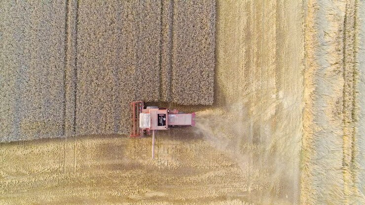 Harvesting Combine Harvester Harvesting Wheat 6