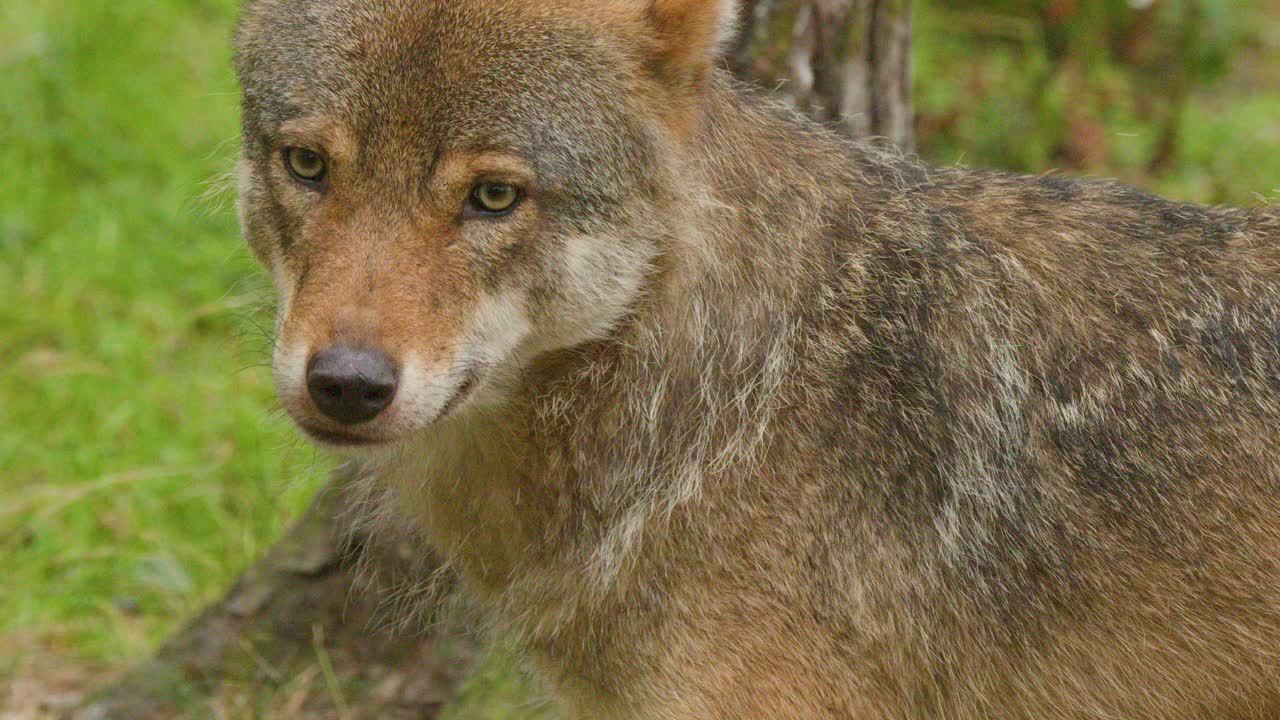 European wolf moves slowly through grassy woodland, natural daylight, steady camera, close-up perspective