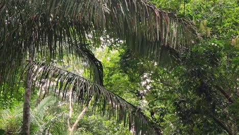 panamanian white-faced capuchin monkey jumps between trees, wide view