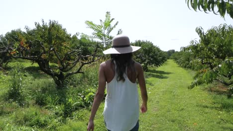 Slow-motion-shot-of-woman-searching-for-fruit-in-an-orchard-on-a-suny-day