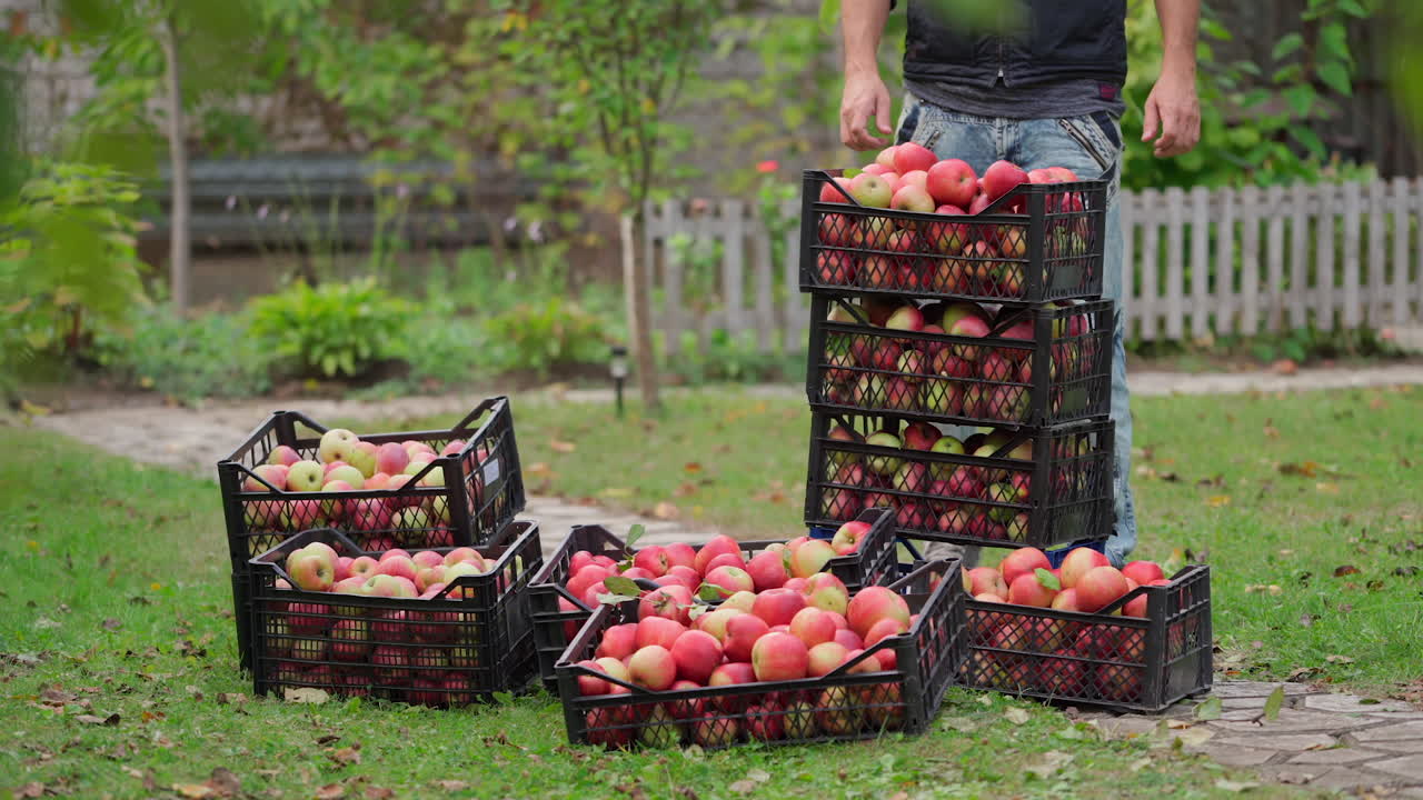 Apples harvest in boxes outdoors. Ripe red fruits in drawers in the garden. Man carrying drawers with fresh organic apples.
