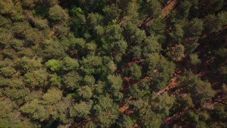 Close-up-drone-shot-of-Bourne-Woods-Forest