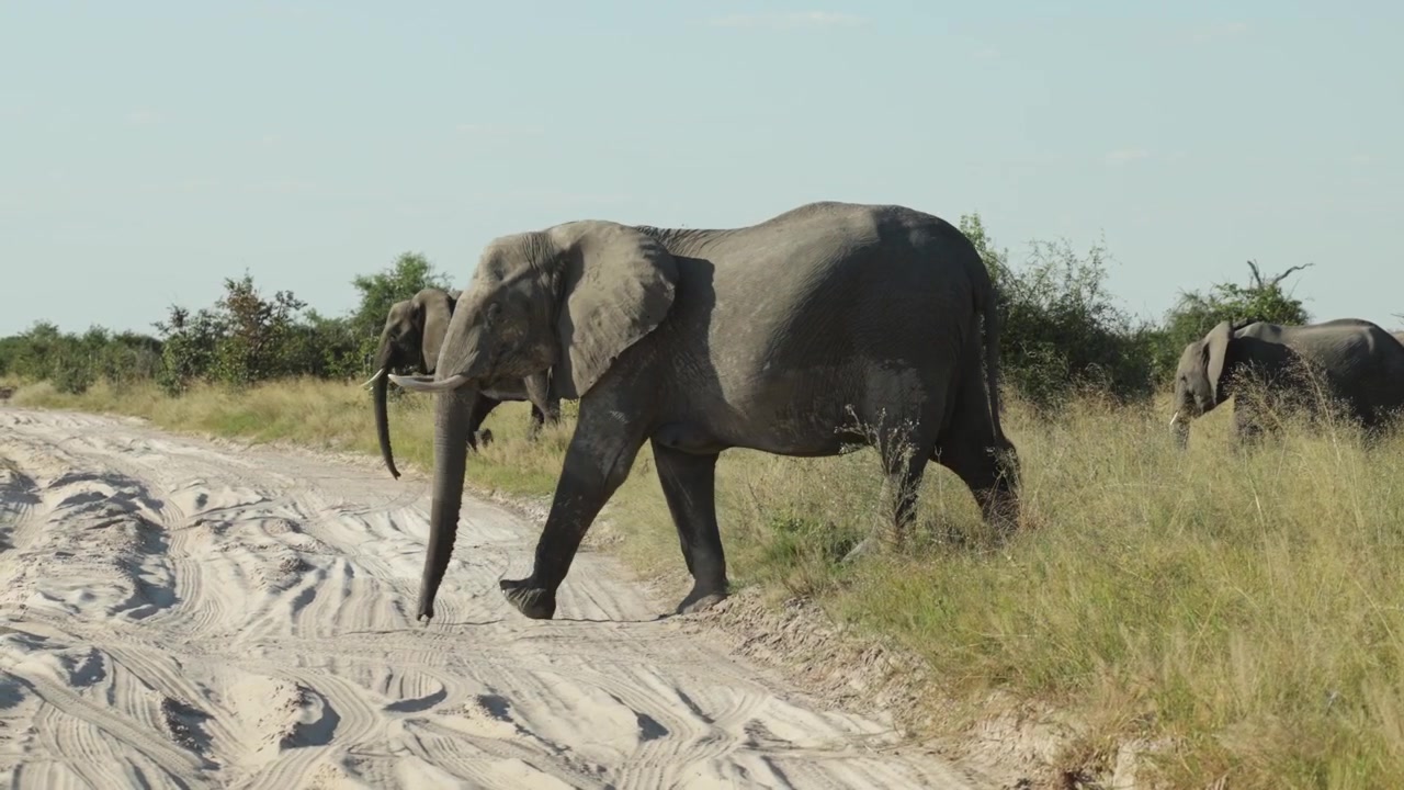 Una mandria di elefanti africani che attraversa la strada sabbiosa nella natura selvaggia del Botswana.