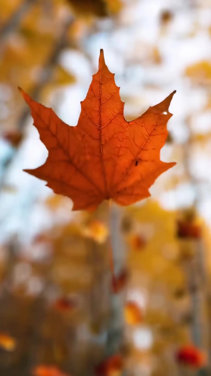 Foglie d'acero colorate che cadono nella foresta autunnale