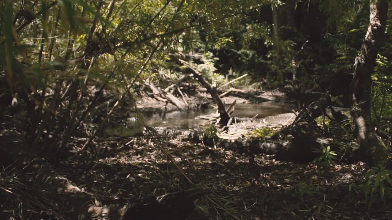Flow of a river in the Andes mountain around the valley of Las Trancas near the Chillan hot springs in Chile, very green scenery with lots of nature around.