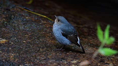 this female plumbeous redstart is not as colourful as the male but sure it is so fluffy as a ball of a cute bird