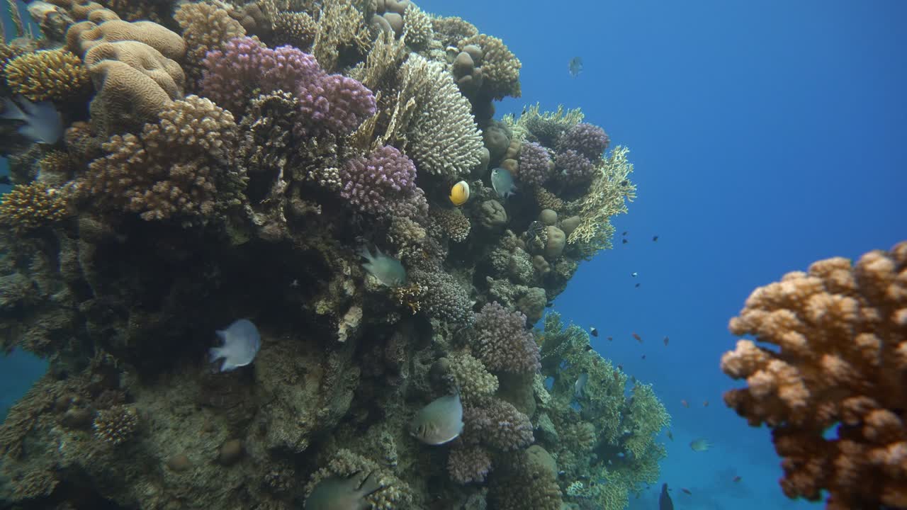 Immersioni. Pesci tropicali e barriera corallina. Vita sottomarina nell'oceano