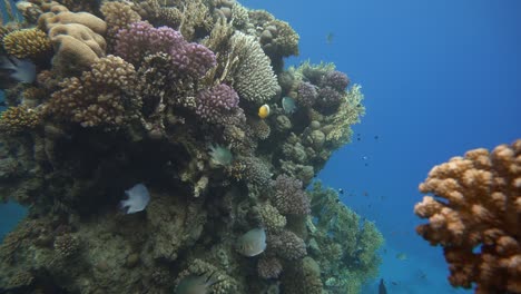 diving. tropical fish and coral reef. underwater life in the ocean.