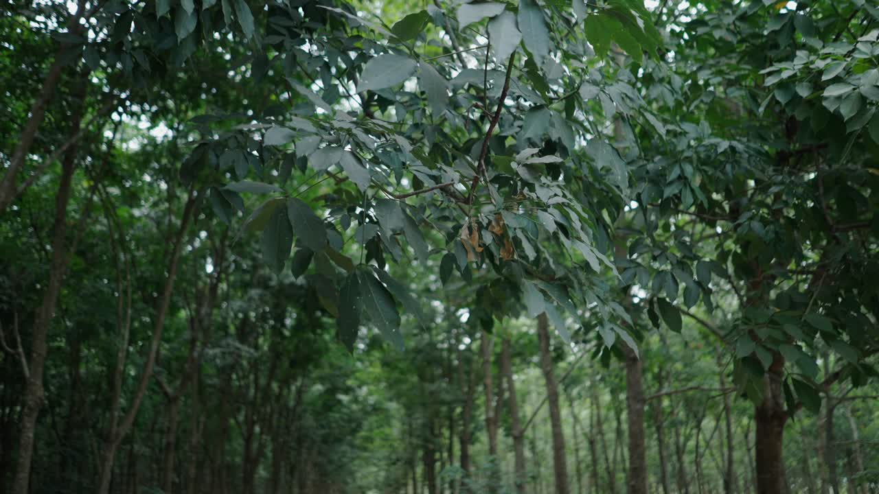 Forest of Rubber Trees