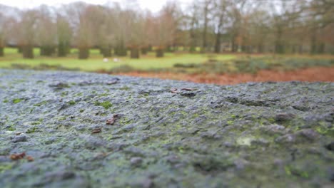 Autumn-nature-scene-close-up-of-tree-bark-with-green-field-in-background