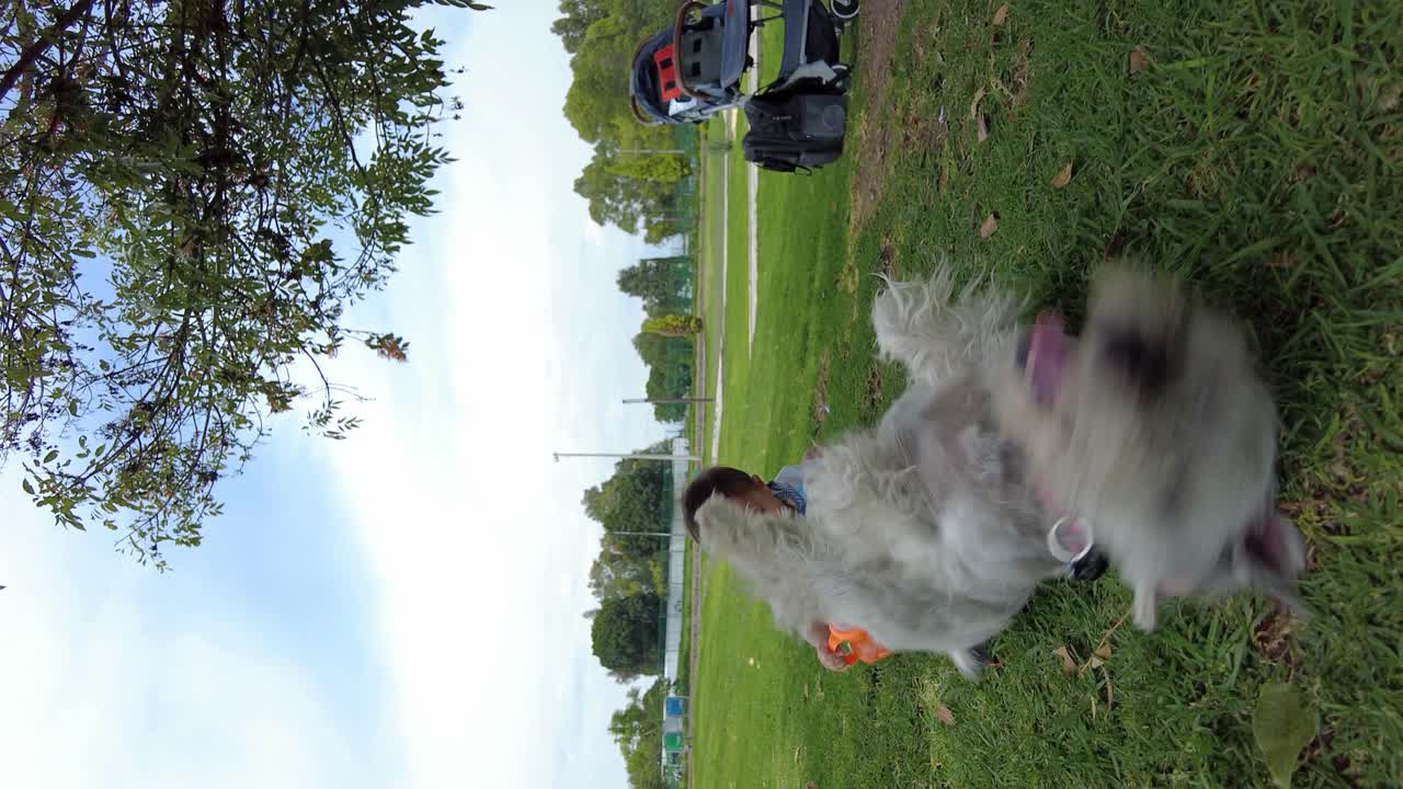 귀여운 회색 슈나우저 개가 바닥에 다시 문지르고 뒤에 아기가 있습니다.