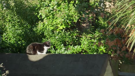 black and white cat sits on shed rooftop in afternoon sun
