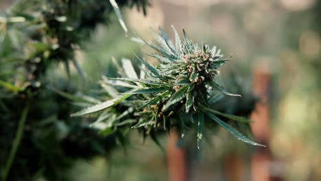 close-up of a cannabis plant