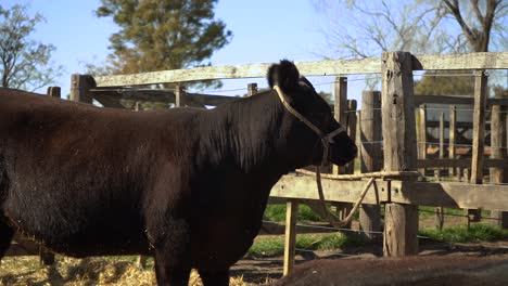 black cattle in rope halter tied on wooden post in the rural farm