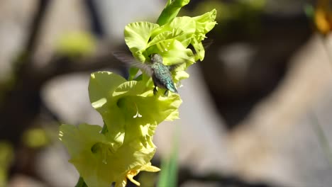 Hummingbird-feeding-at-a-yellow-flower-in-slow-motion