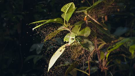 Ein-Schwarm-Hunderter-Sandfliegen,-Die-Häufig-Leishmaniose-übertragen,-Fliegt-Um-Eine-Pflanze-Im-Regenwald