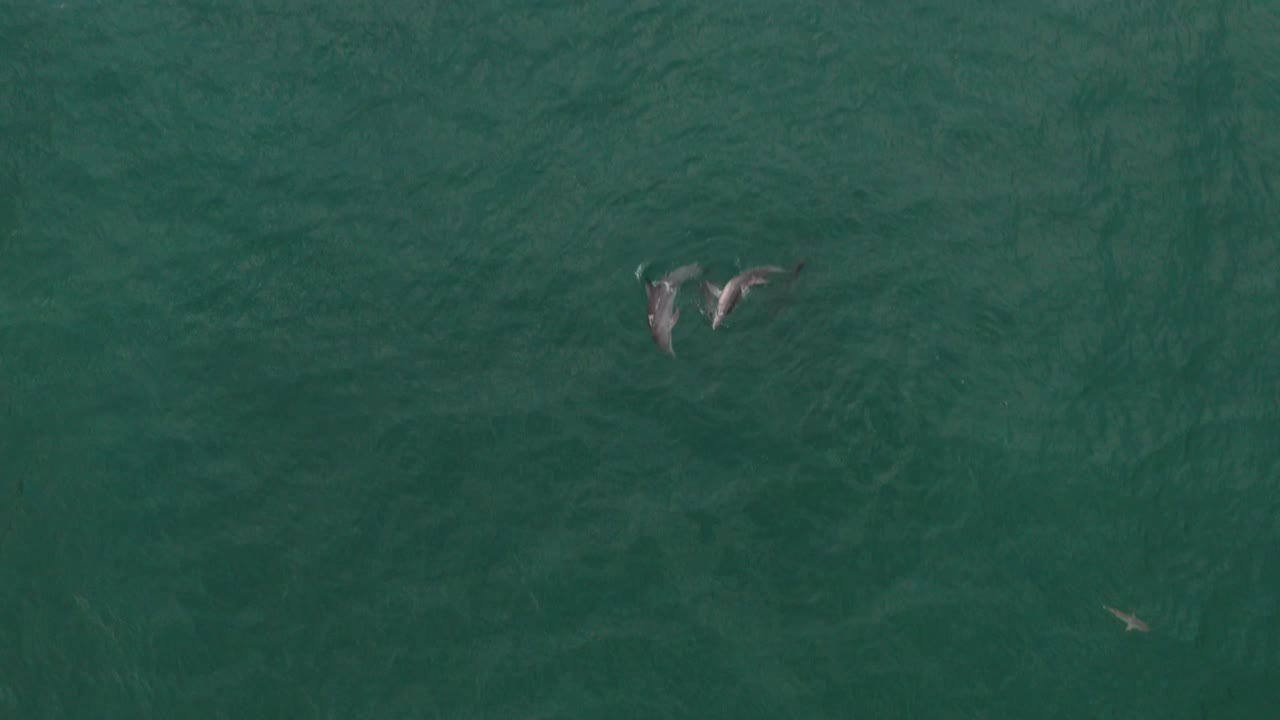 delfines jugando y buceando en la costa de australia en el océano azul visto desde un dron en un día tranquilo y soleado