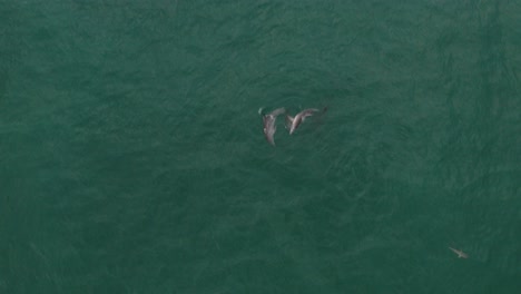 delfines jugando y buceando en la costa de australia en el océano azul visto desde un dron en un día tranquilo y soleado