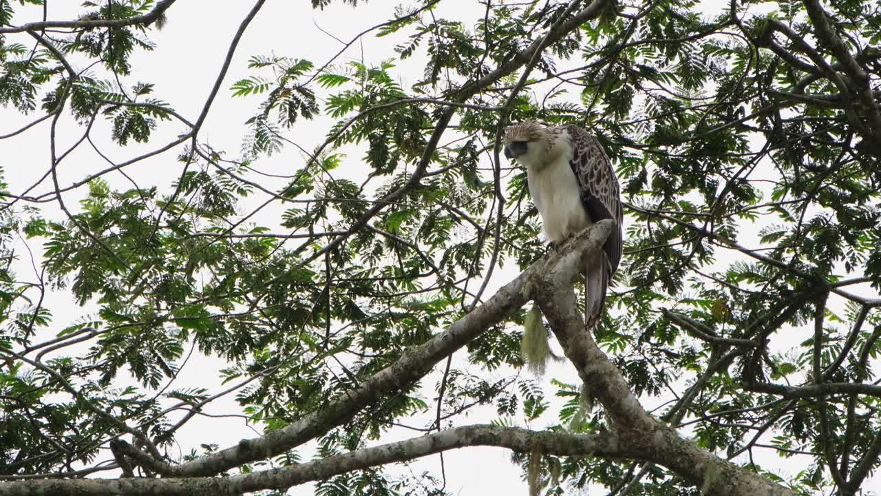 mirando a la izquierda mientras está posado en una rama mientras su corona se extiende durante la tarde en lo profundo de la jungla, águila filipina pithecophaga jefferyi, filipinas