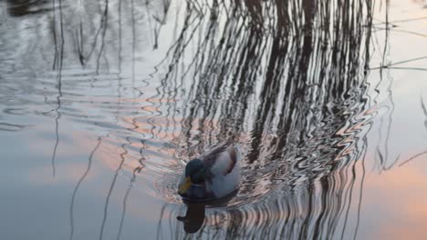 Ente-Schwimmt-In-Richtung-Kamera-Und-Hält-An,-Um-Den-Schnabel-Ins-Wasser-Zu-Stecken