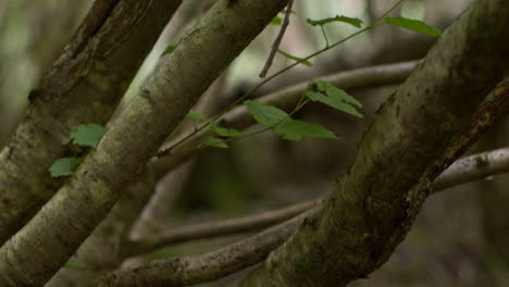 close up of green spring leaves growing on branches of tree in forest