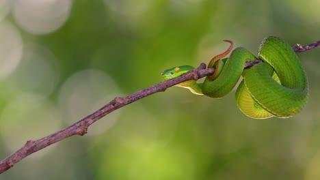 La-Víbora-De-Labios-Blancos-Es-Una-Víbora-Venenosa-Endémica-Del-Sudeste-Asiático-Y-A-Menudo-Se-Encuentra-Durante-La-Noche-Esperando-En-Una-Rama-O-Rama-De-Un-árbol-Cerca-De-Un-Cuerpo-De-Agua-Con-Muchos-Alimentos