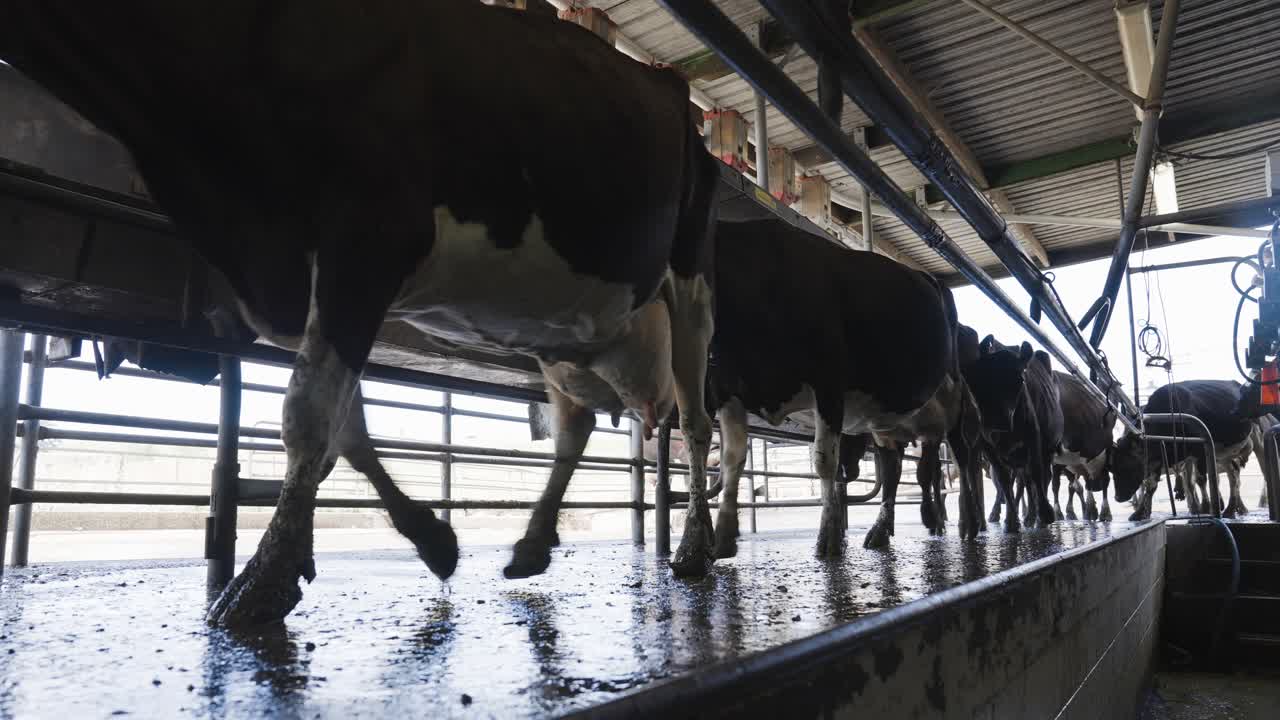 Black and white holstein cows walking into milk shed, low angle