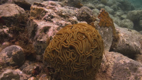 view of a brain coral and black sea urchins in rocky seabed of caribbean sea in saint john, u