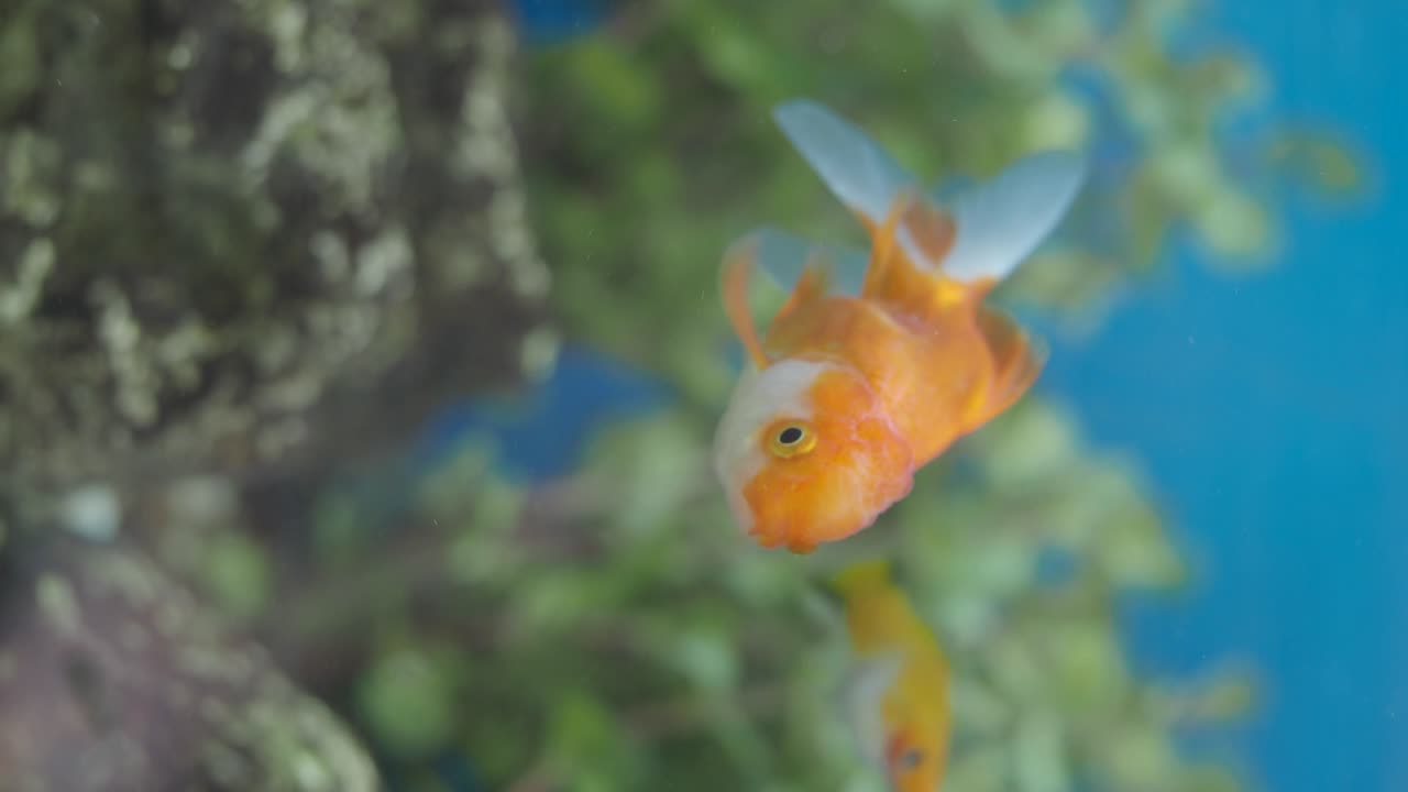 peces dorados en el acuario