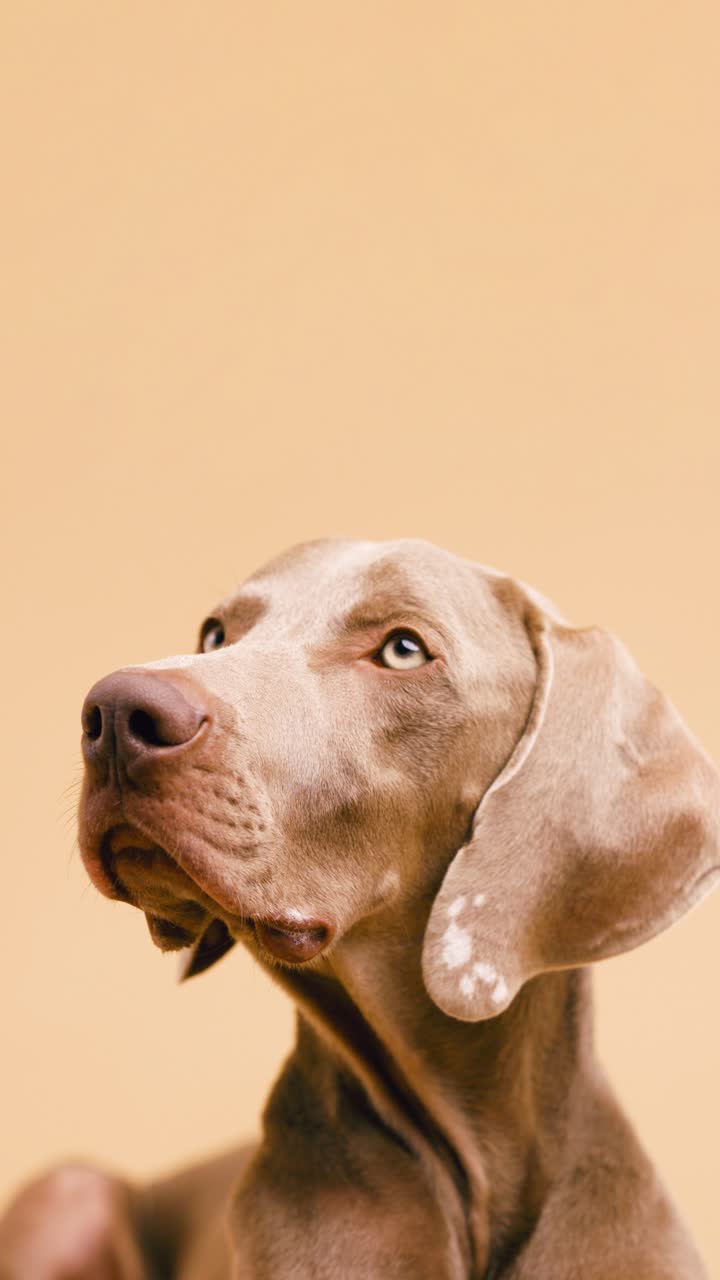 Weimaraner Dog Portrait
