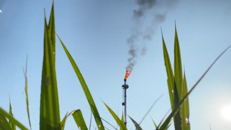 Burning-flare-stack-industry-with-green-lush-grass-plants-on-foreground,-static