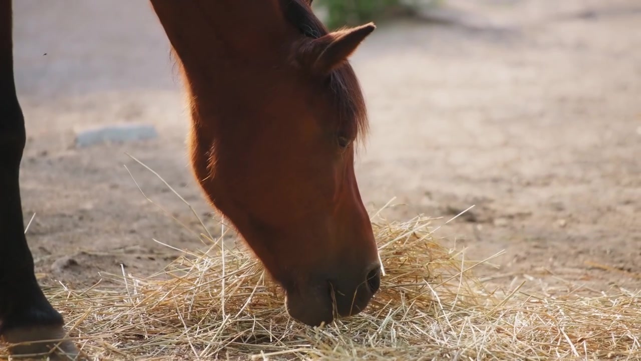 Nærbillede af en hest der spiser hø