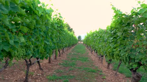 Grape-Vineyard-field-almost-ready-to-harvest-4k-pedestal-shot